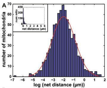 Description: Mitochondrial net distances lognormally distributed