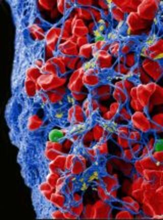 Biomedical Postdoctoral Programs (BPP)