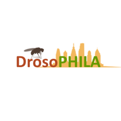 drosophila