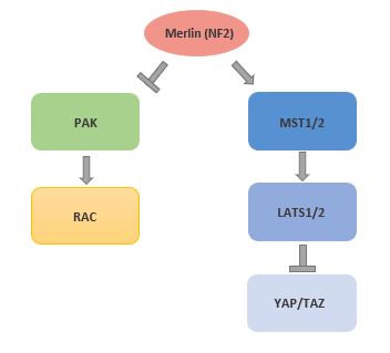 NF2 signaling