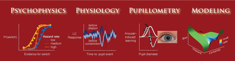psychophysics, physiology, pupillometry, modeling graphics