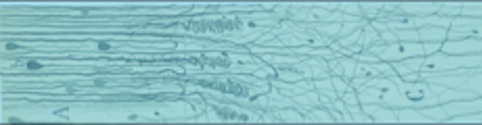 banner image