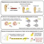 Saureus strain variance in wound-healing outcomes