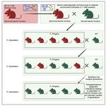 The microbiota and T cells non-genetically modulate inherited phenotypes transgenerationally Author links open overlay panel