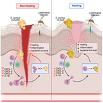 Lovins et al 2025 Cell Reports