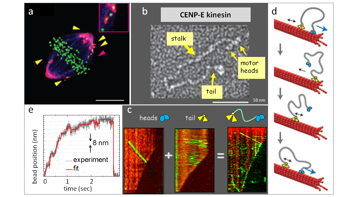 Kinetochore motors: kinesin CENP-E