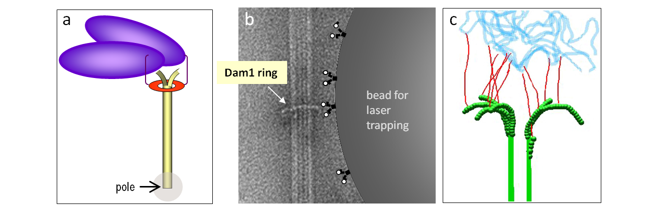 Microtubule Binding