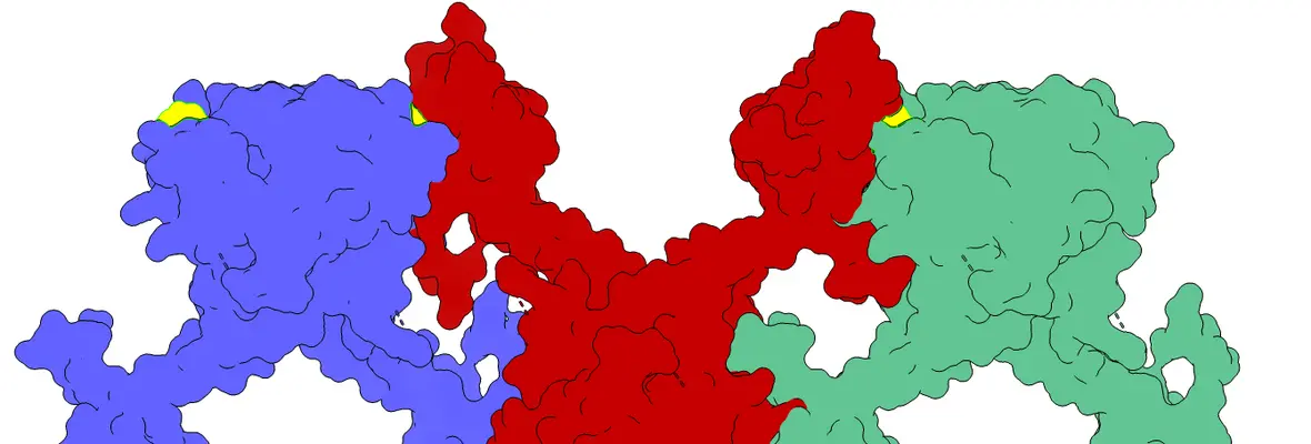 HIV-1 IN Branched Polymer