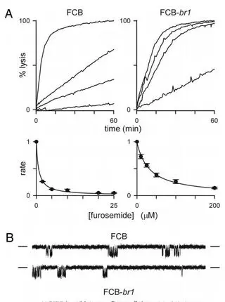 A blasticidin S-resistant Plasmodium falciparum mutant with a defective plasmodial surface anion channel