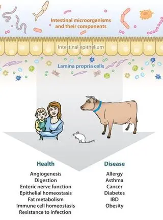 Intestinal bacteria and the regulation of immune cell homeostasis