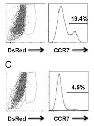 Lymph node hypertrophy following Leishmania major infection is dependent on TLR9