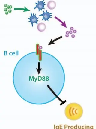 The influence of commensal bacteria-derived signals on basophil-associated allergic inflammation