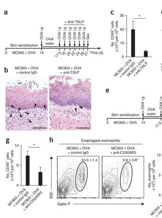 Thymic stromal lymphopoietin-elicited basophil responses promote eosinophilic esophagitis