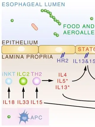 The Immunologic Mechanisms of Eosinophilic Esophagitis