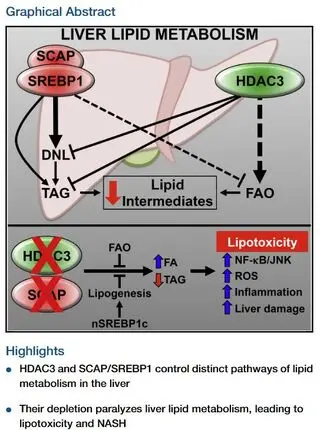 Physiological Suppression of Lipotoxic Liver Damage by Complementary Actions of HDAC3 and SCAP/SREBP