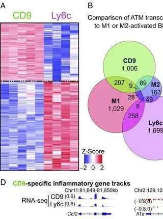 Distinct macrophage populations direct inflammatory versus physiological changes in adipose tissue