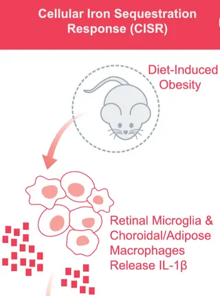 Inflammatory adipose activates a nutritional immunity pathway leading to retinal dysfunction