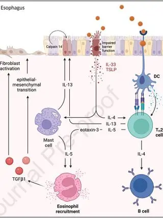 Breakthroughs in understanding and treating eosinophilic gastrointestinal diseases...