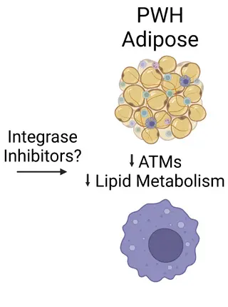 Altered adipose tissue macrophage populations in people with HIV on integrase inhibitor-containing ART