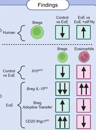 IFNg signaling impairs Regulatory B cell function resulting in worse control of esophageal food allergy