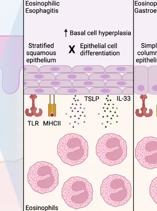 Eosinophilic gastrointestinal disorders and the role for the epithelium in pathogenesis and treatment