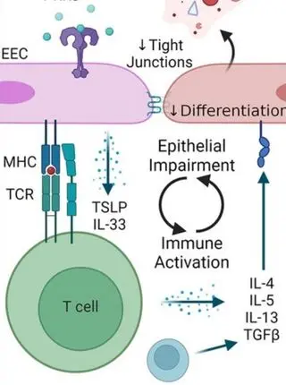 The immune-epithelial interface in eosinophilic esophagitis: a conversation