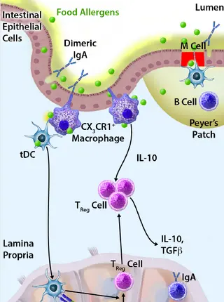 One march, many paths: Insights into allergic march trajectories