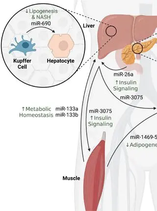 The role of extracellular vesicle-derived miRNAs in adipose tissue function and metabolic health