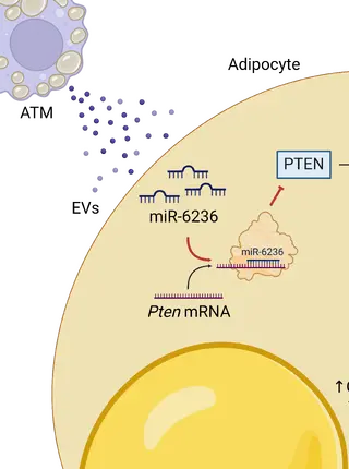 Myeloid-derived miR-6236 potentiates adipocyte insulin signaling and prevents hyperglycemia during obesity