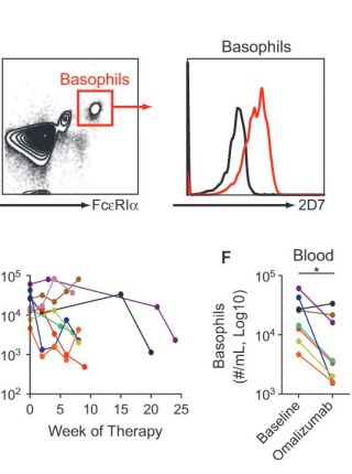 Omalizumab therapy is associated with reduced circulating basophil populations in asthmatic children