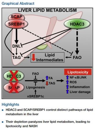 Physiological Suppression of Lipotoxic Liver Damage by Complementary Actions of HDAC3 and SCAP/SREBP