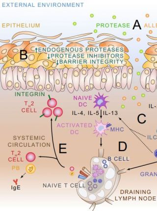 Allergic Comorbidity in Eosinophilic Esophagitis: Mechanistic Relevance and Clinical Implications