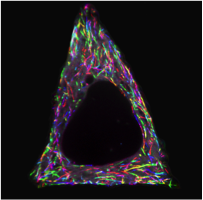 cytoskeletal