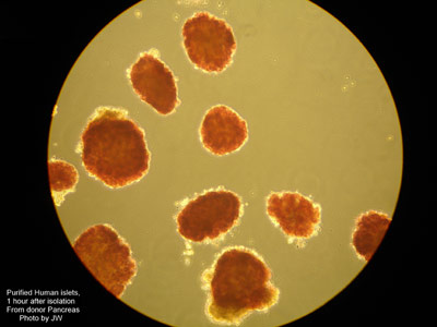 June Image of the Month