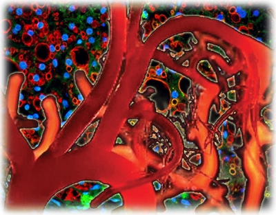 Heart-Cell Collage