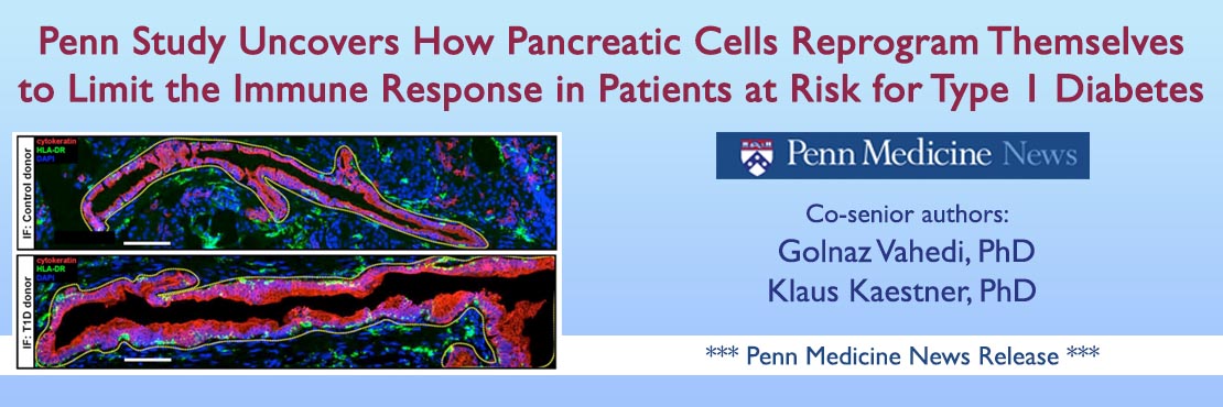 Pancreatic Cells Press Release
