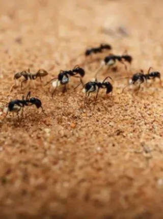 Key Gene for Extending Ants’ Lives Discovered