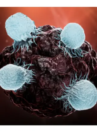 Summing Up CD8+ T Cells’ Fight Against Cancer
