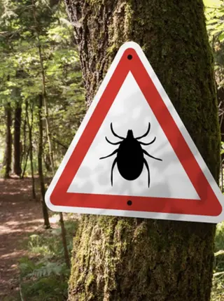 Newly Developed mRNA Vaccine Protects Against Lyme Disease