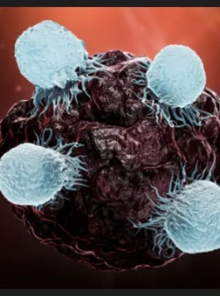 Summing Up CD8+ T Cells’ Fight Against Cancer