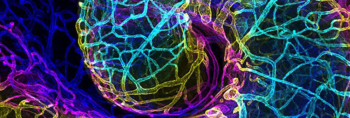 Penn Institute for Immunology Oviduct Banner Image