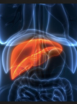 Study Reveals New Genetic Markers of Liver Disease