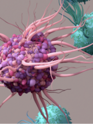 New Details on How T Cells Change During Infections
