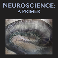 High School Neuroscience Textbook