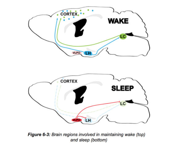 High School Neuroscience Textbook