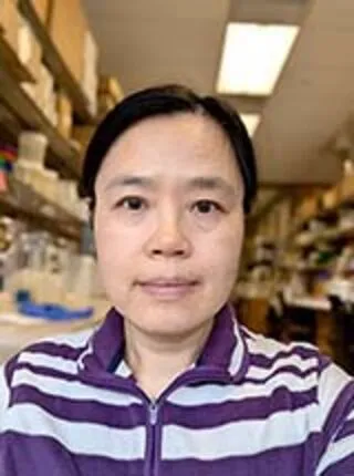 Jingli Cai, Ph.D.