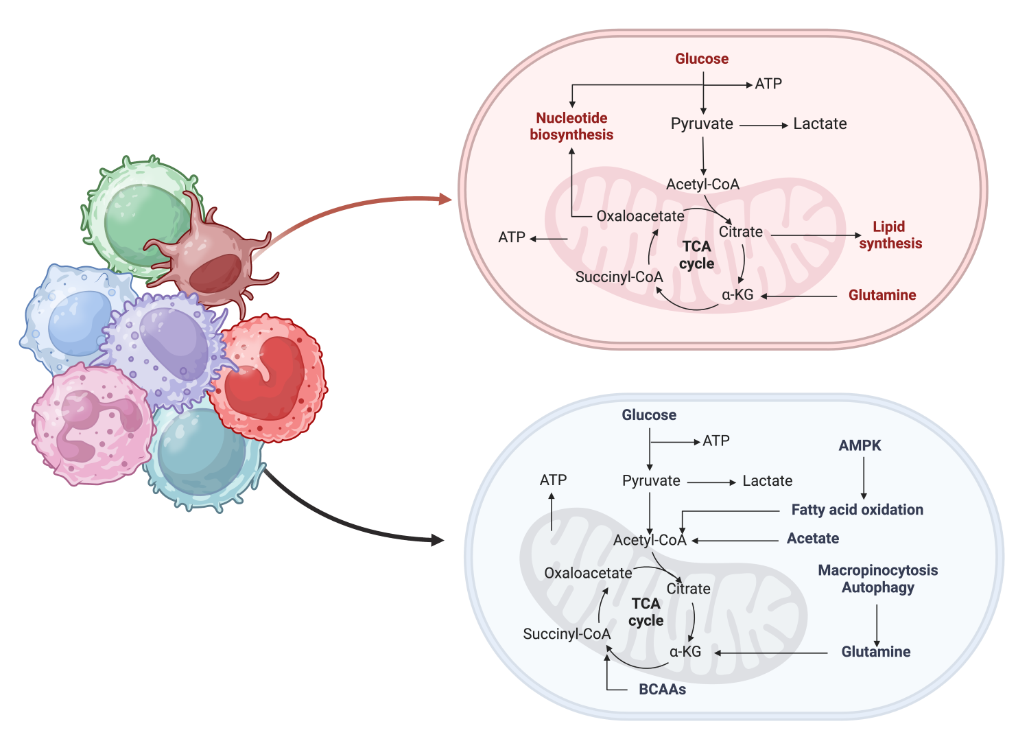 A graphic showing immune cells and the reprogramming they will go through with anti-tumor immune responses and pro-tumoral responses. Within the two different responses, we see the areas of the tumor microenvironment and how the various parts between each of them work together.