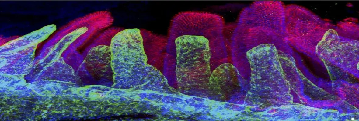 Staining of gut