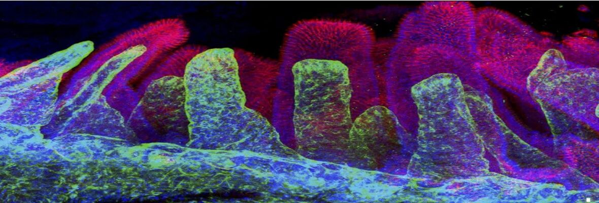 Staining of gut