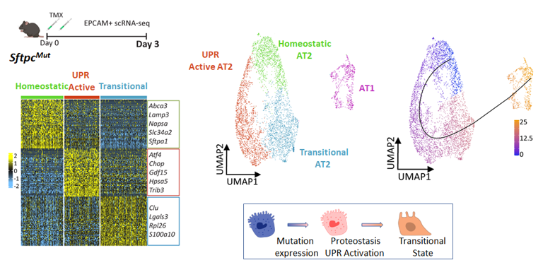 Proteostatic Dysfunction Drives AT2 Reprogramming